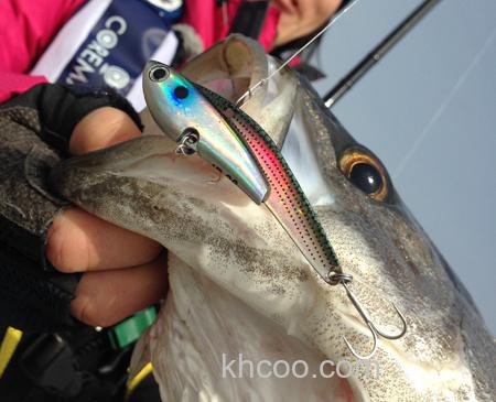 鲈速诱之 COREMAN IP-26 Ironplate_2