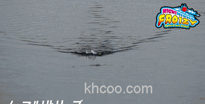 摇摆之诱 Jackall NICHINICHI FROIZY_5