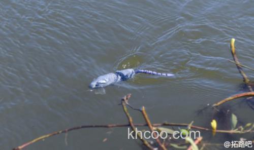 鼠辈的诱惑 IMA Disrat_2