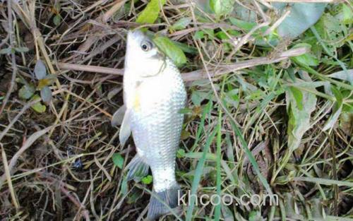 土鲫鱼_5