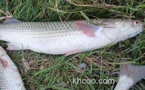 鲻鱼_1