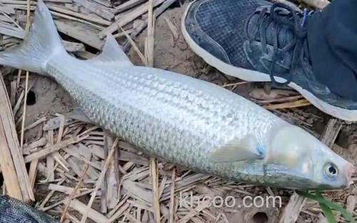 鲻鱼_0