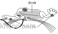 来点野味 Viva Namagaeru 野生蛙_1