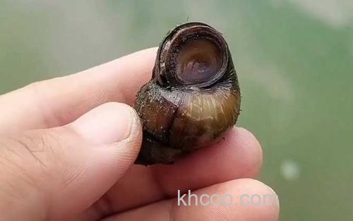 螺蛳钓鱼_4