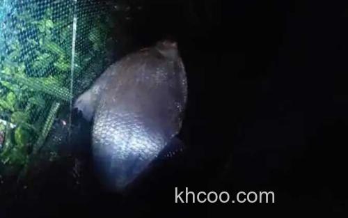 夜钓鳊鱼_0