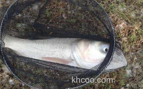 鳙鱼_1