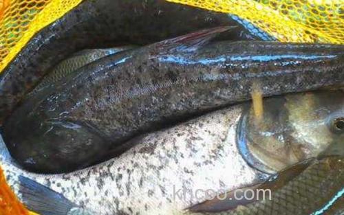 鳙鱼_2