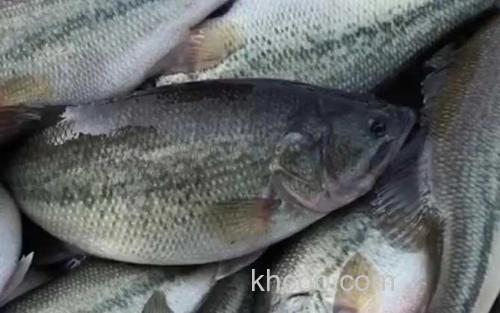淡水鲈鱼_3
