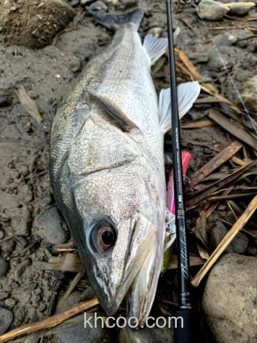 新世代 Yamaga-Blanks 25 New Ballistick 海鲈多用途竿_4