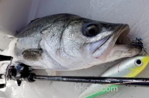 新世代 Yamaga-Blanks 25 New Ballistick 海鲈多用途竿_5