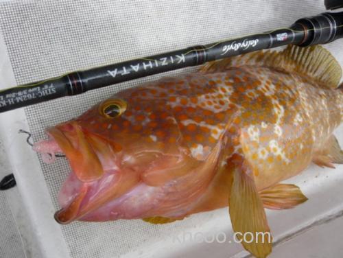 红点石斑专用ABU GARCIA Salty Style Kizihata 性价竿_3