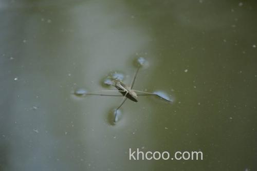 经典竿型正统续作诞生 Evergreen 2025 KALEIDO IRSC-67MHF-ST/SS _1