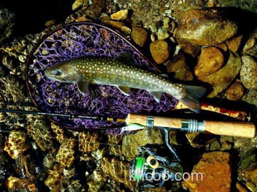 传统与创新齐头并进 2024 银溪DAIWA Silver Creek Trad 鳟鱼竿_2