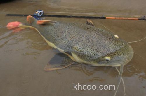 无限强力 Monster Kiss HUNTERS HT-∞∞ 多钓种大物竿_0