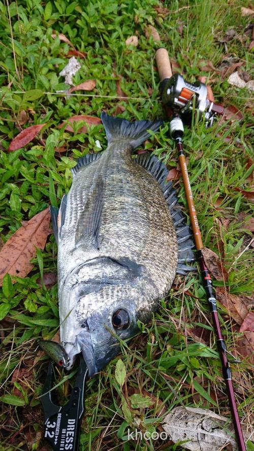 联名纪念款式！Jointer×Fishman Beams blancsierra Equality鳟鱼竿_4