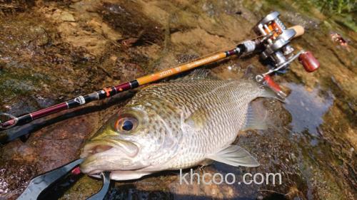 联名纪念款式！Jointer×Fishman Beams blancsierra Equality鳟鱼竿_5