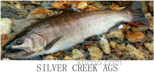 山川溪流通吃 DAIWA SILVER CREEK AGS 鳟鱼竿_0