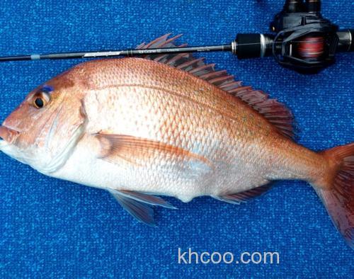 轻量紧凑 Tailwalk 2023 Tai Game 鲷鱼用水滴轮_1