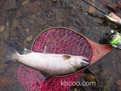 再次新品发售 Casket Falcon FLC50S 鳟钓米诺_2