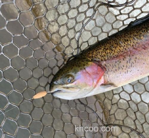 亀山和彦监修 DAYSPROUT Dish 管钓鳟亮片_3