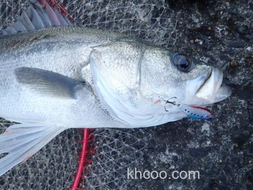 高压力拔群Eclipse HOWERULER RAU50 金属VIB_2