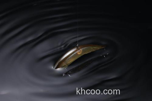 小鱼魅惑 2021 Jackall PIKUPIKU 65/78_2