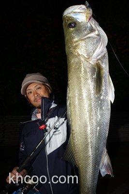 港口猎鲈专用 DAIWA MORETHAN BAYSOLE 73s/73s DR MINNOW_4