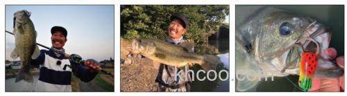 易吃小蛙 DAIWA STEEZ CHIQUITA FROG_2