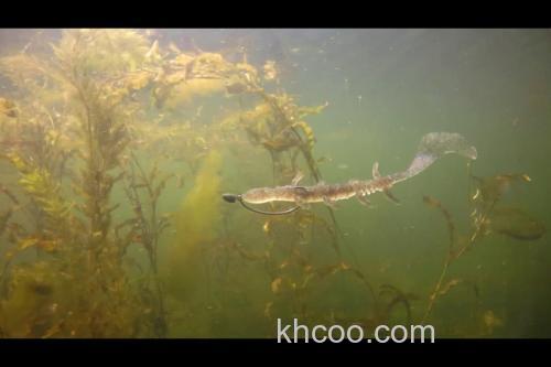 诱惑蜥蜴 Jackall SCISSORD7″_3