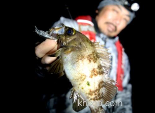 小搞玩具 Magbite For Lightgamer-MAGBITE GRACY_1