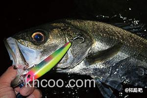 海鲈浅场攻略 LOGIN FRANKY90_1