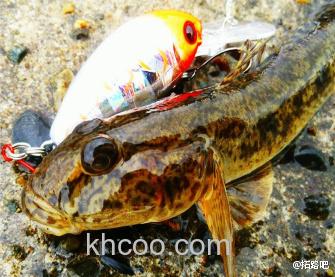 虾虎鱼专攻 Yamaria POCKETS Crankbait_2