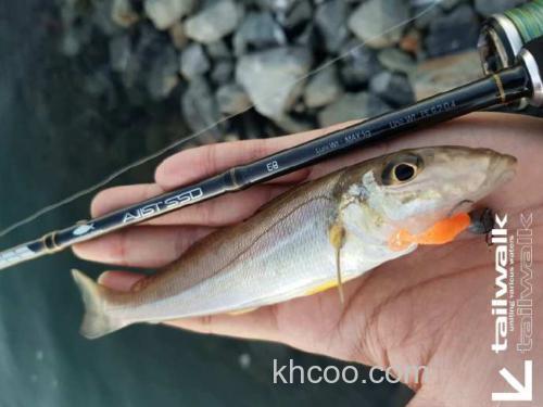 新便携竿型追加 Tailwalk AJIST SSD 竹荚鱼竿_0