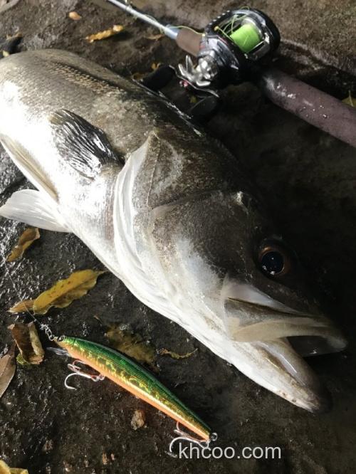 以鲈驭鲈 TULALA Corona 89 MSC-HX 枪柄海鲈规格_5