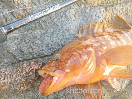 根鱼全应对 Jackson HIDEOUT HUNTER 大根竿_5