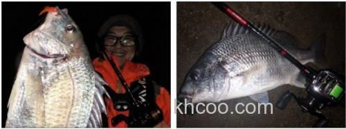 黑鲷专用竿 DAIWA SILVER WOLF MX_4