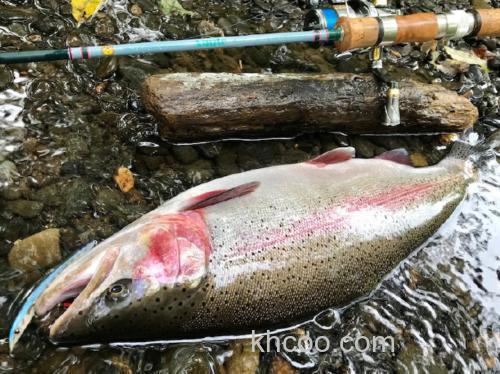 小场大物主攻 Halcyon System Acute AQ-S54L 鳟鱼竿_2