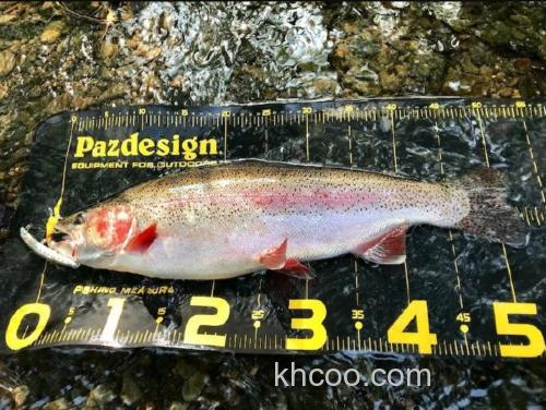 小场大物主攻 Halcyon System Acute AQ-S54L 鳟鱼竿_3