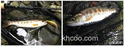 山溪应对 ABU GARCIA 2017 Troutin Marquis Nano 鳟鱼竿_3