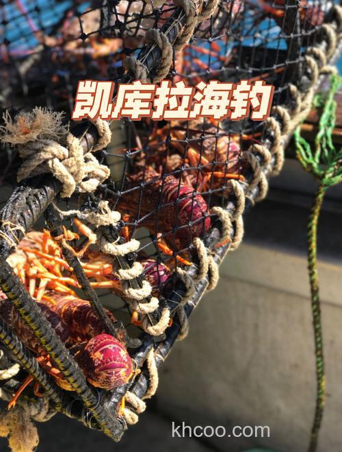 新西兰海钓技巧：本地人都在用的钓点选择与装备搭配攻略