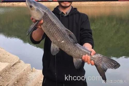 野钓青鱼选位置技巧 三四月份找螺蛳区深浅交界