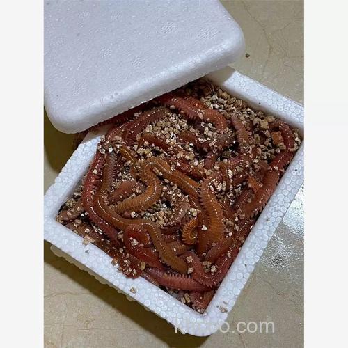 休斯敦海钓什么鱼最多？新手近海活饵假饵全攻略