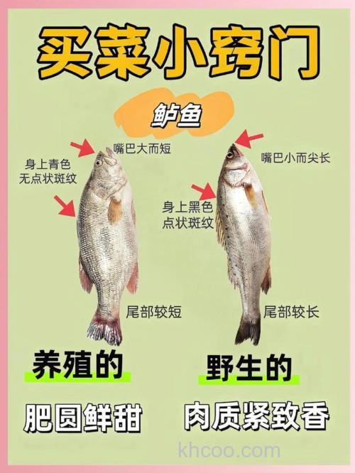 海钓刺穿技巧教学：高效处理渔获，提升鱼肉品质