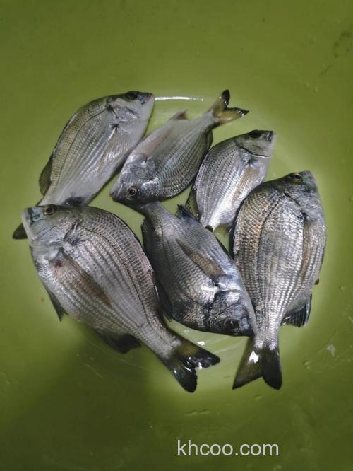 近海海钓必看潮汐：初一十五鱼最多，二月黑鲷开口了