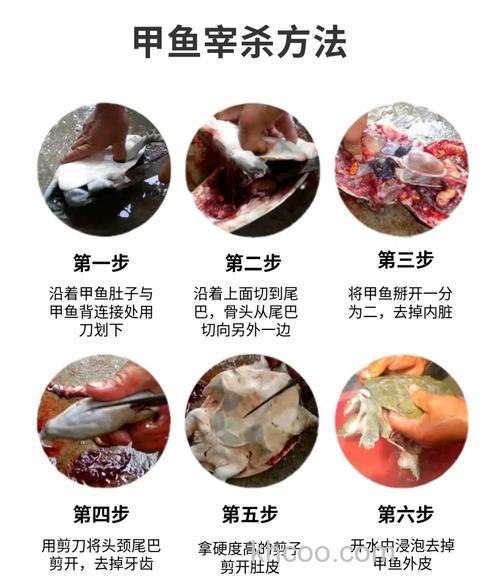 河边野钓抓甲鱼技巧，选址、工具与饵料全攻略