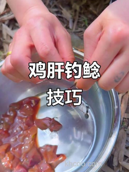 鲶鱼钓组调整与鸡肝饵料实战应用