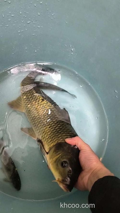 台钓拍照技巧：教你拍出清晰又好看的渔获照片，告别平庸晒鱼