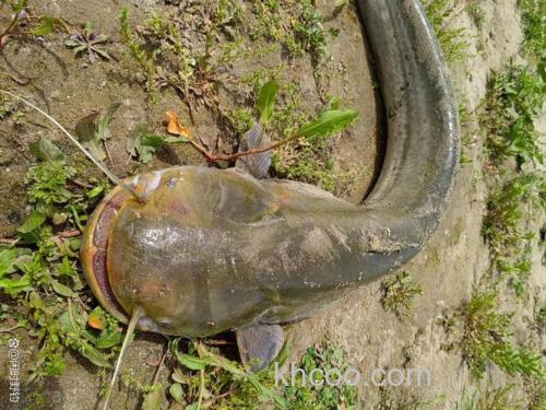 野钓鲶鱼最好选什么时间