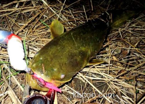 夜间垂钓鲶鱼你应该做好这两点！