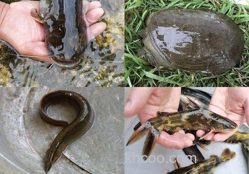 夏季插杆夜钓鲶鱼土招